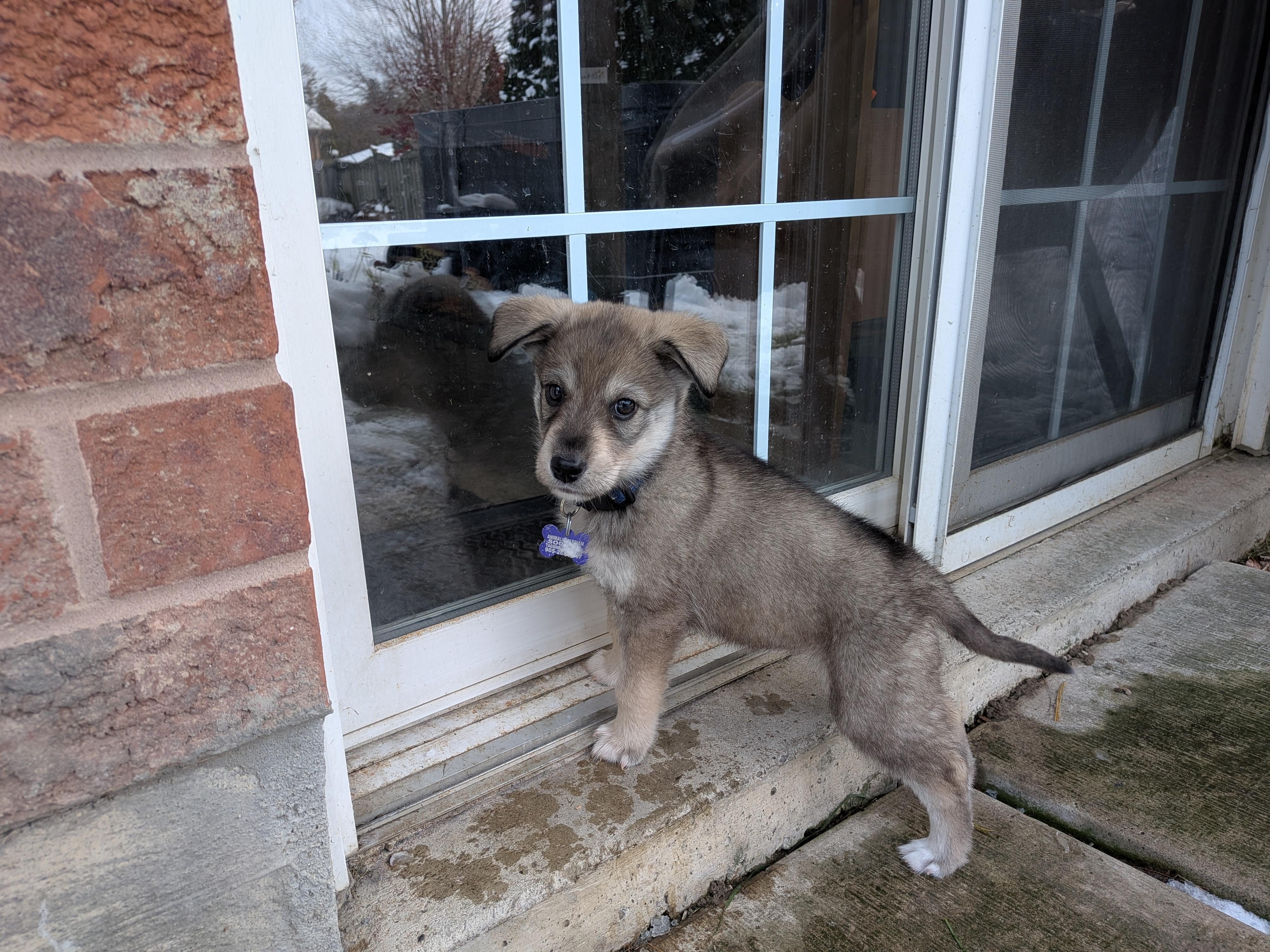 Jayla, a Adoptable mixed breed in Oshawa, ON image 5/5