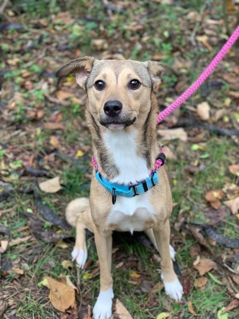 Virginia, Adoptable, Young Female Mixed Breed.