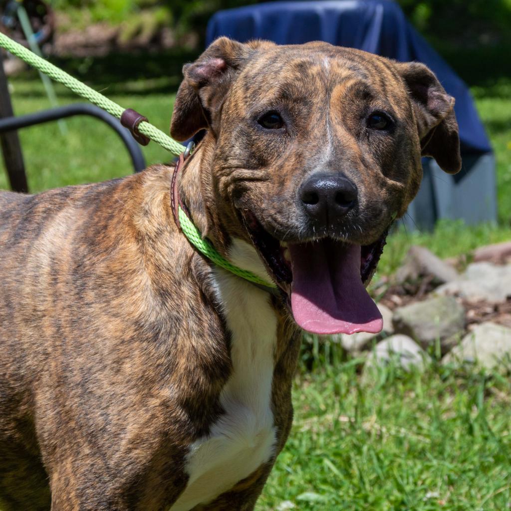 Enlarge Chloe, a Adoptable mixed breed in Middletown, NY image 2/5
