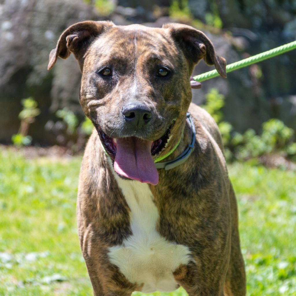 Enlarge Chloe, a Adoptable mixed breed in Middletown, NY image 3/5