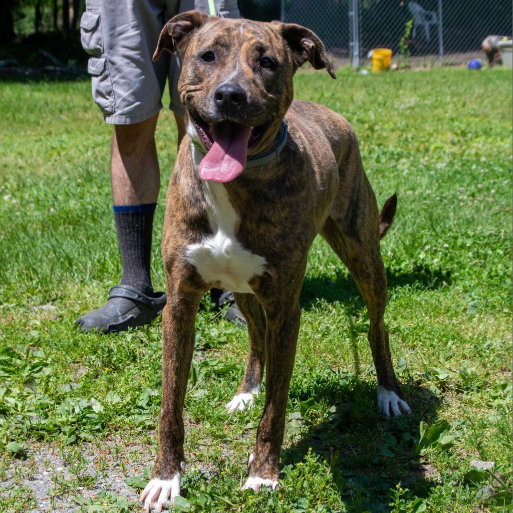 Enlarge Chloe, a Adoptable mixed breed in Middletown, NY image 5/5