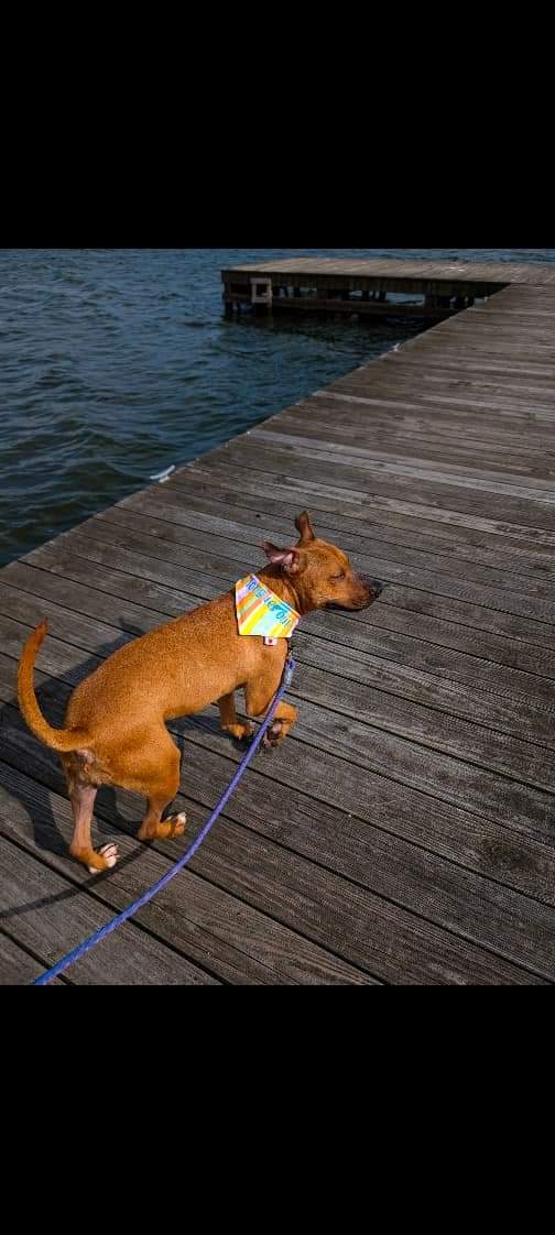 Enlarge Roxy, a Adopted Pit Bull Terrier in Guntersville, AL image 1/4