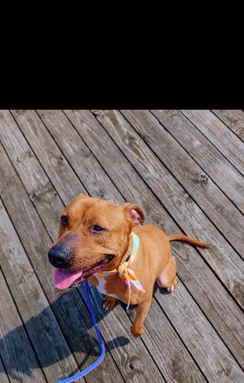 Enlarge Roxy, a Adopted Pit Bull Terrier in Guntersville, AL image 2/4