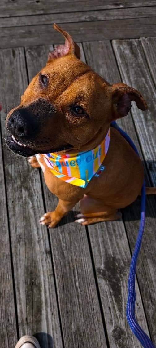 Enlarge Roxy, a Adopted Pit Bull Terrier in Guntersville, AL image 3/4