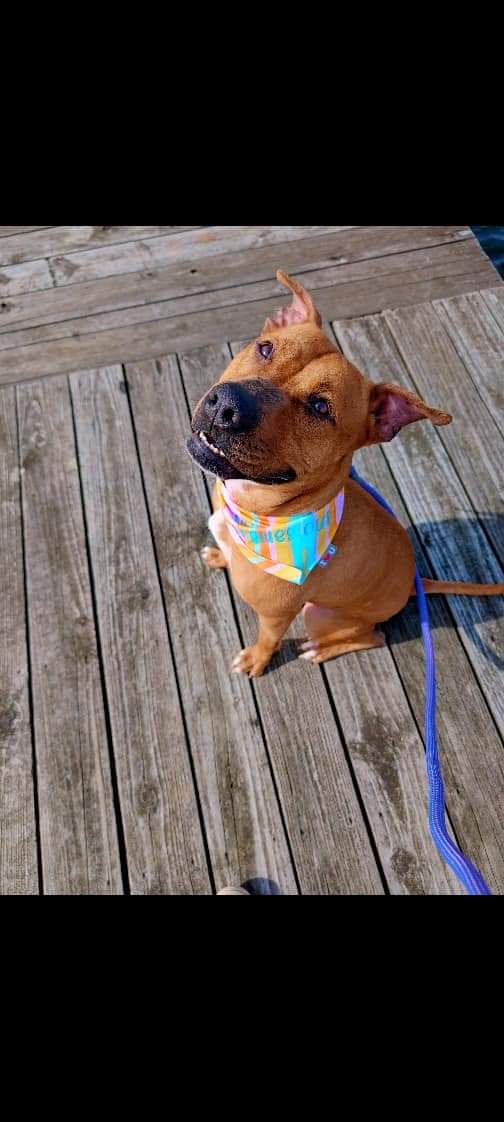 Enlarge Roxy, a Adopted Pit Bull Terrier in Guntersville, AL image 4/4