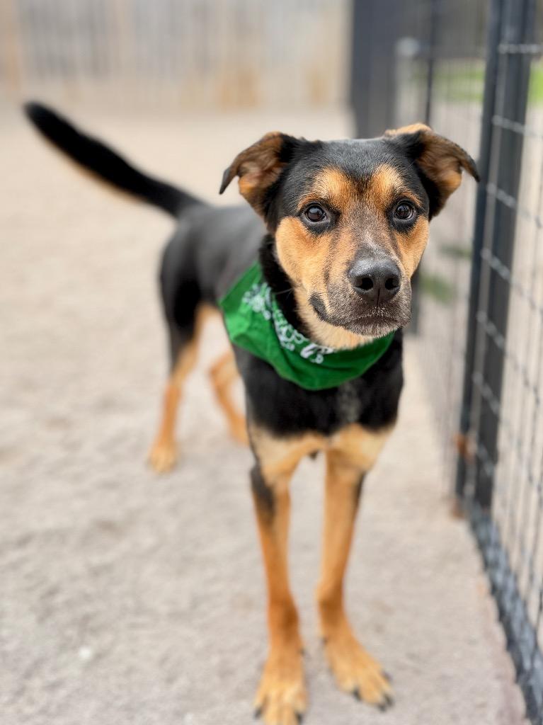 Enlarge Apollo, a Adoptable mixed breed in Muskegon, MI image 1/3