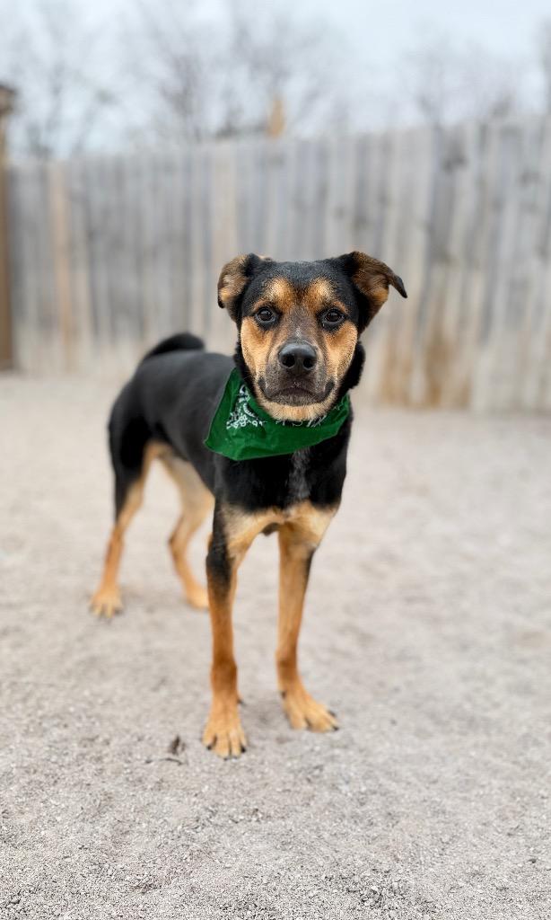 Enlarge Apollo, a Adoptable mixed breed in Muskegon, MI image 3/3