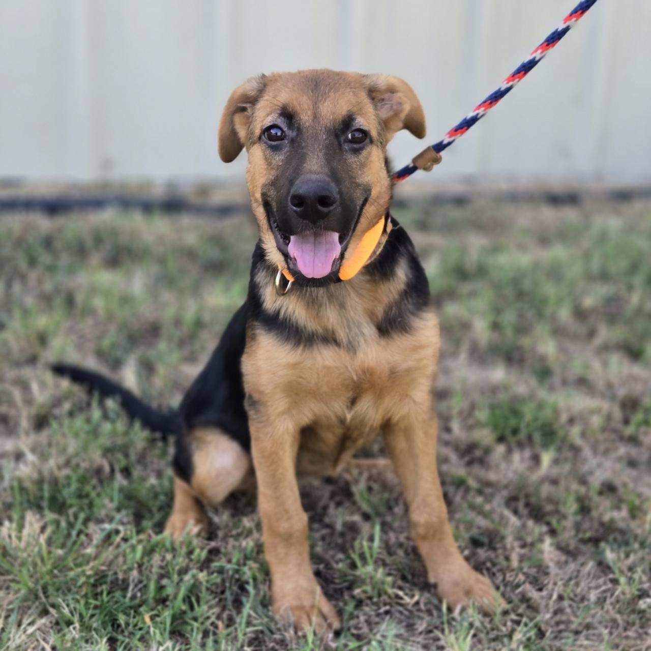 Enlarge Clementine, a Adopted mixed breed in Mansfield, TX image 2/6