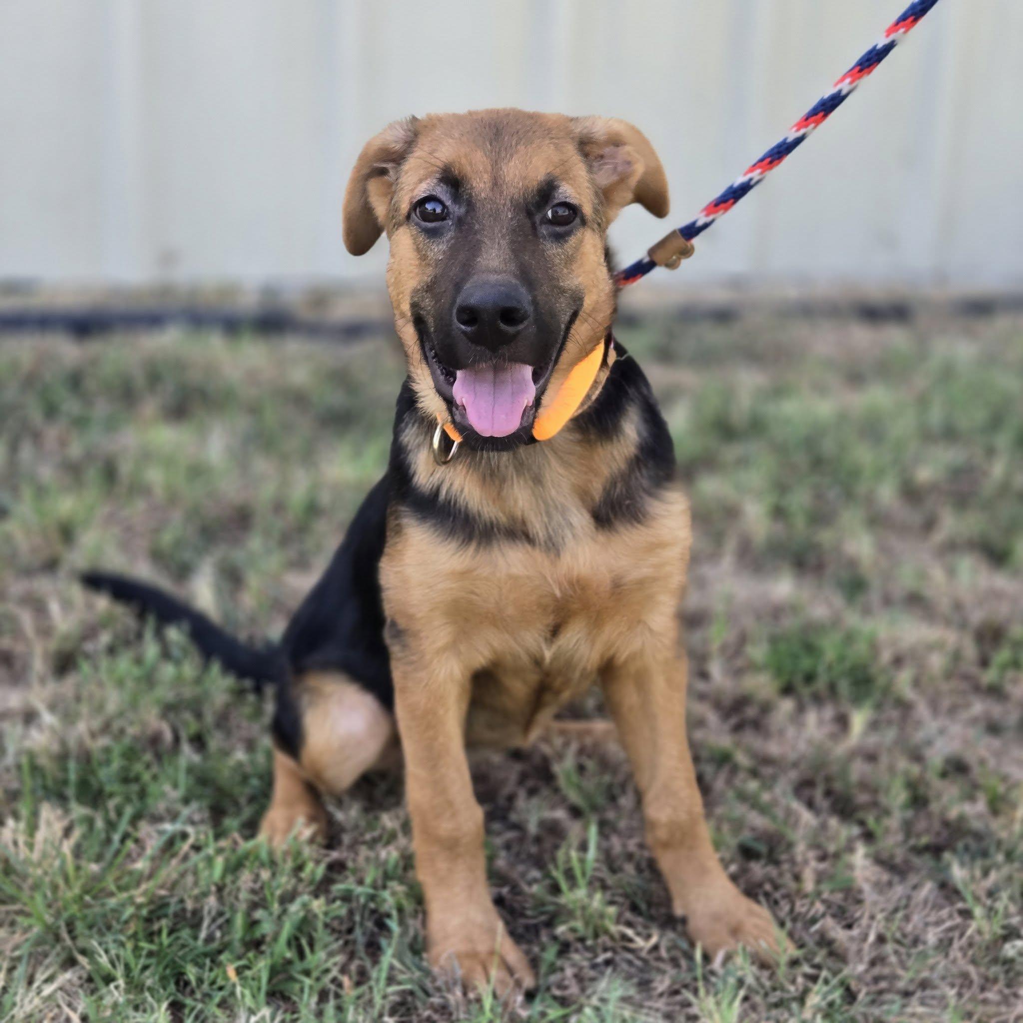 Enlarge Clementine, a Adopted mixed breed in Mansfield, TX image 5/6