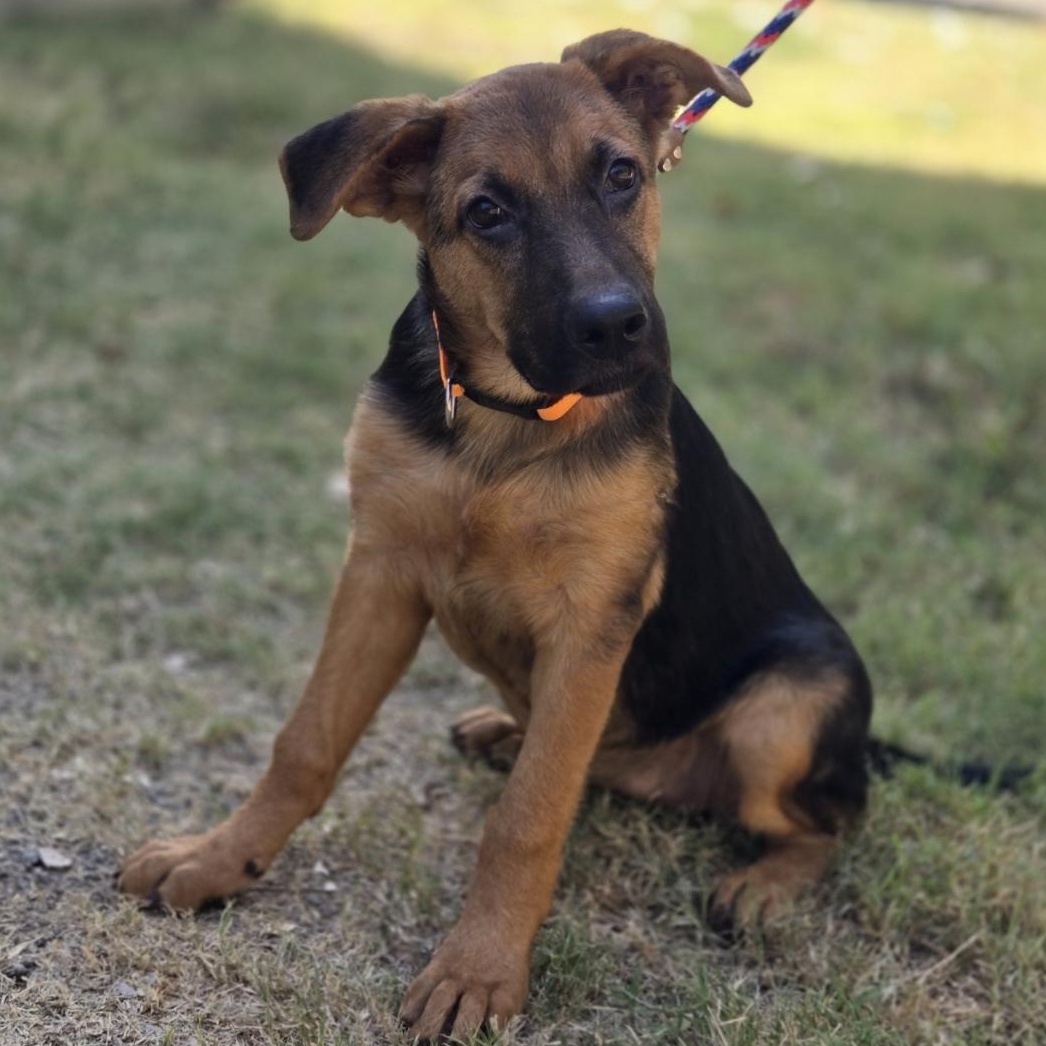Clementine, Adoptable, Puppy Female German Shepherd Dog & Dogue de Bordeaux.