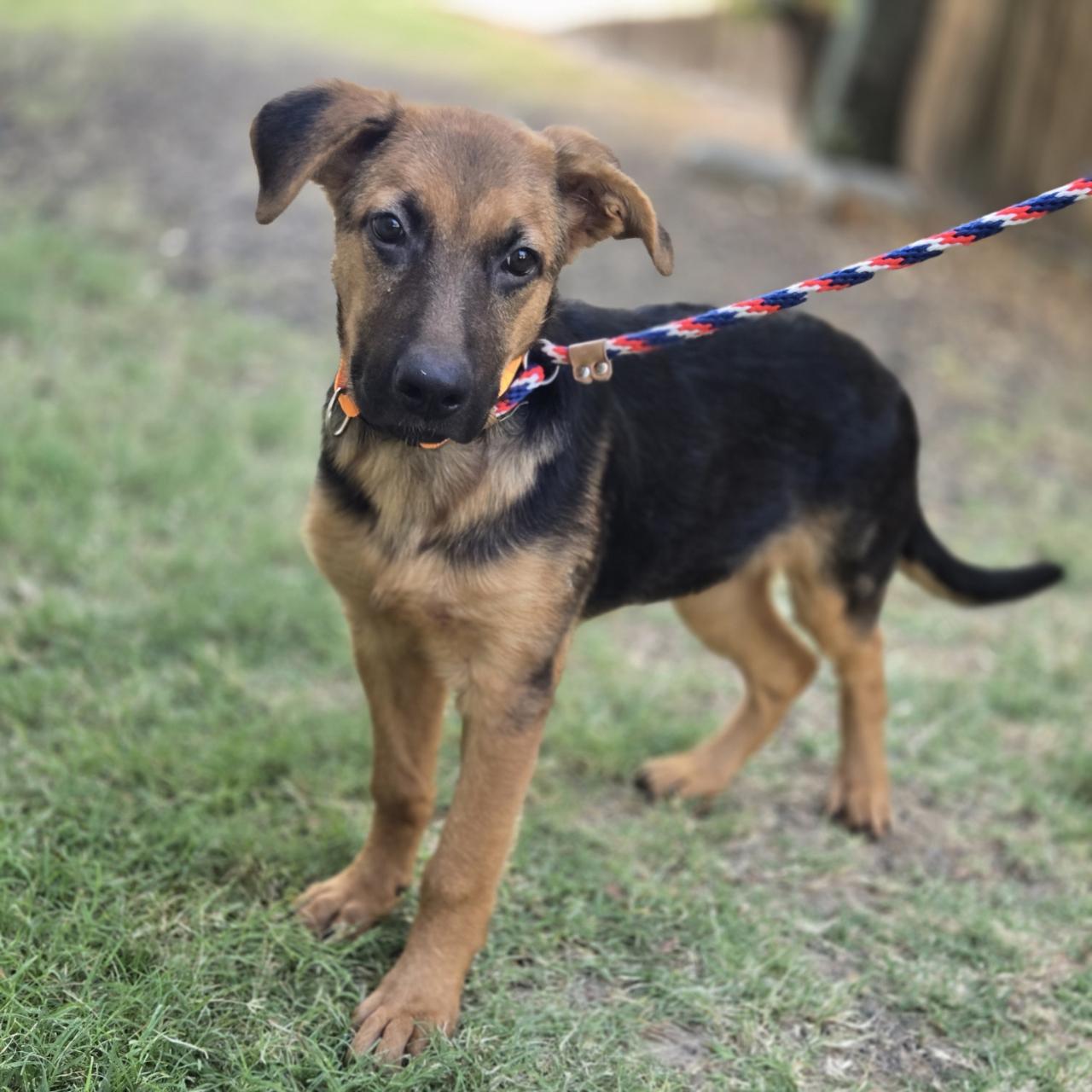 Enlarge Clementine, a Adopted mixed breed in Mansfield, TX image 3/6