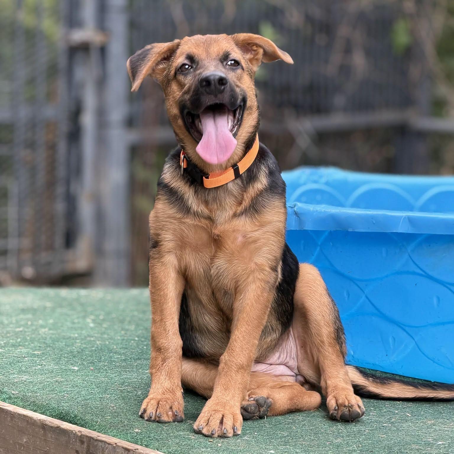 Enlarge Clementine, a Adopted mixed breed in Mansfield, TX image 4/6