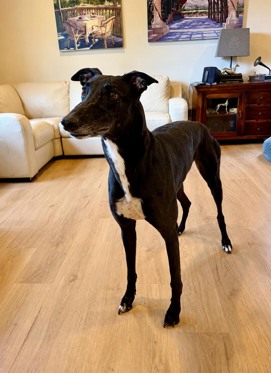 Cathy - Pending, adopted, Adult Female Greyhound.