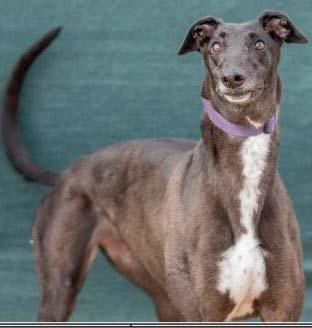 Enlarge Cathy - Pending, an adopted Greyhound in Allentown, PA image 2/3
