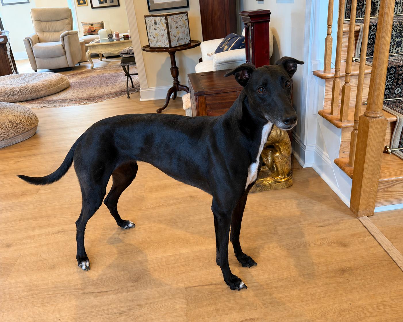 Enlarge Cathy - Pending, an adopted Greyhound in Allentown, PA image 3/3