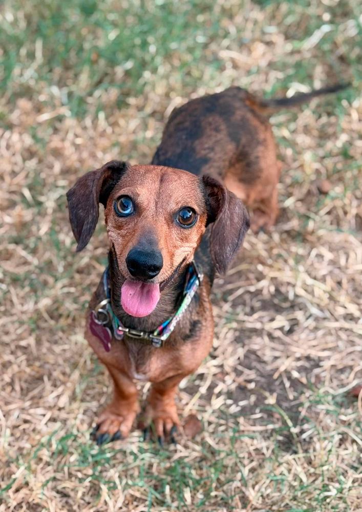 Remi, Adopted, Young Female Dachshund.