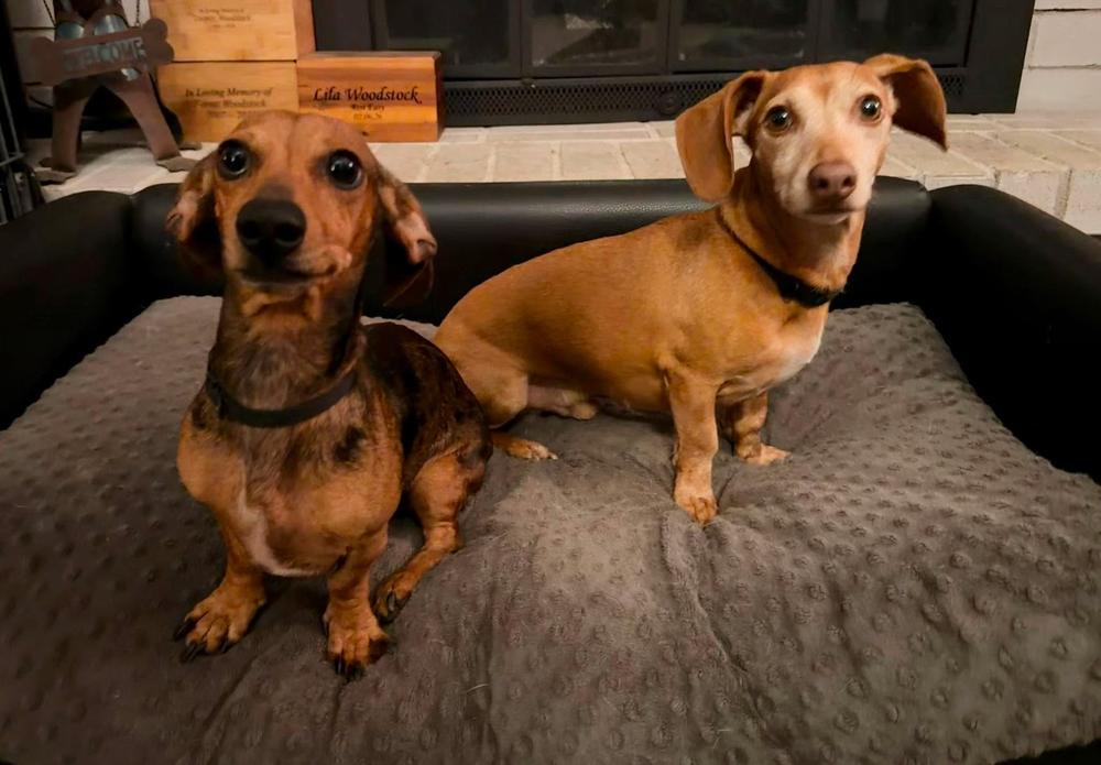 Enlarge Remi, a Adopted Dachshund in TULSA, OK image 2/2