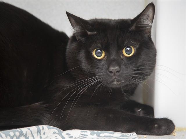 SHADOW, Adoptable, Young Male Domestic Short Hair.