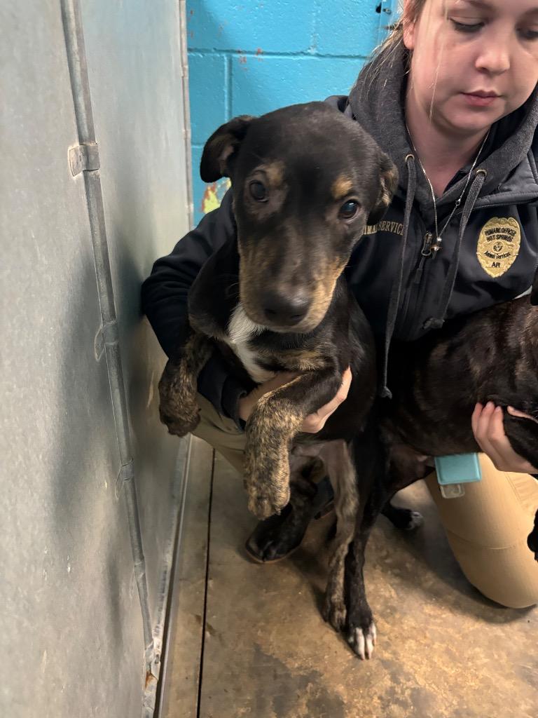 Sanders, Adoptable, Young Male Mixed Breed.