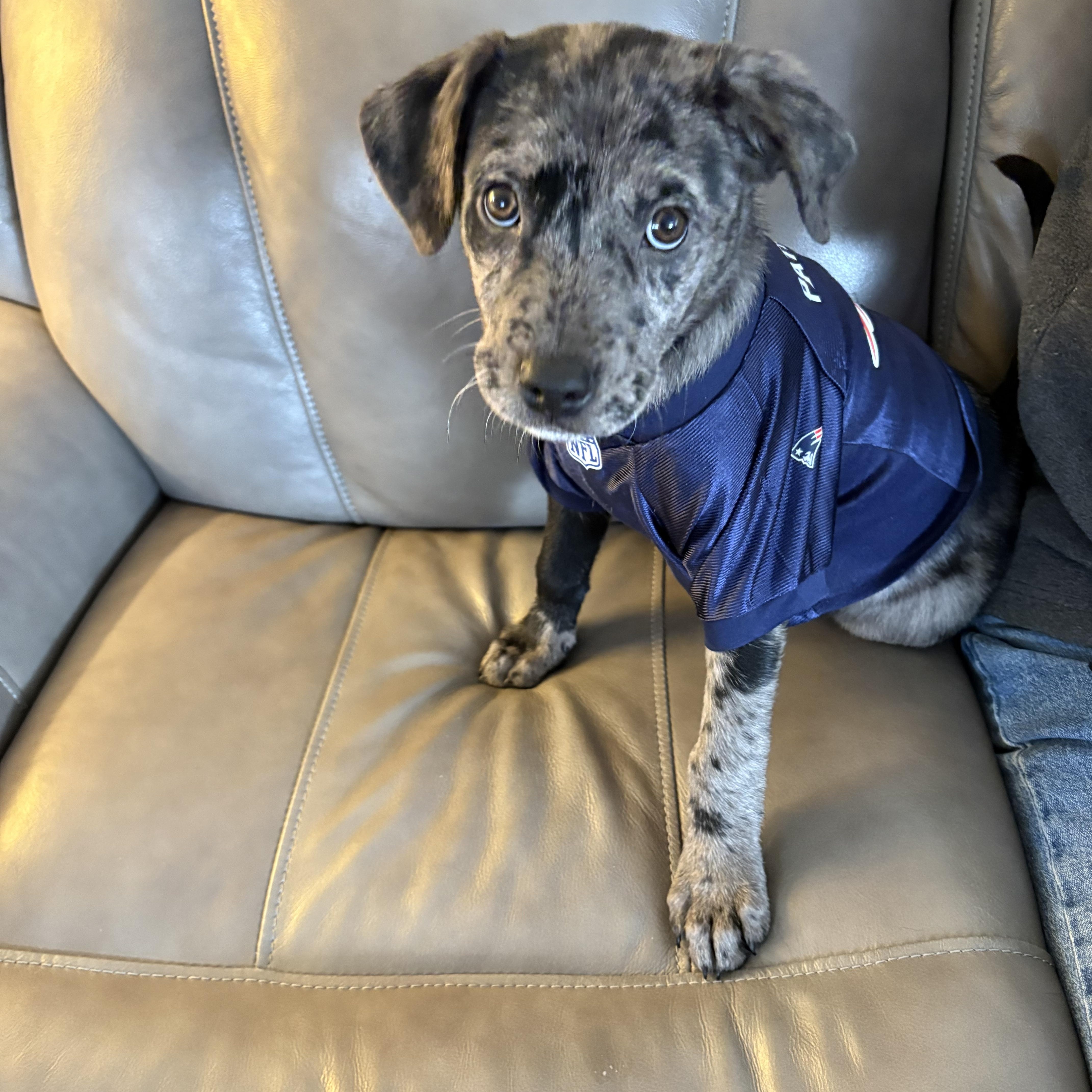 Enlarge Minnie, a ADOPTABLE mixed breed in Sudbury, MA image 1/3