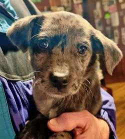 Enlarge Minnie, a ADOPTABLE mixed breed in Sudbury, MA image 2/3