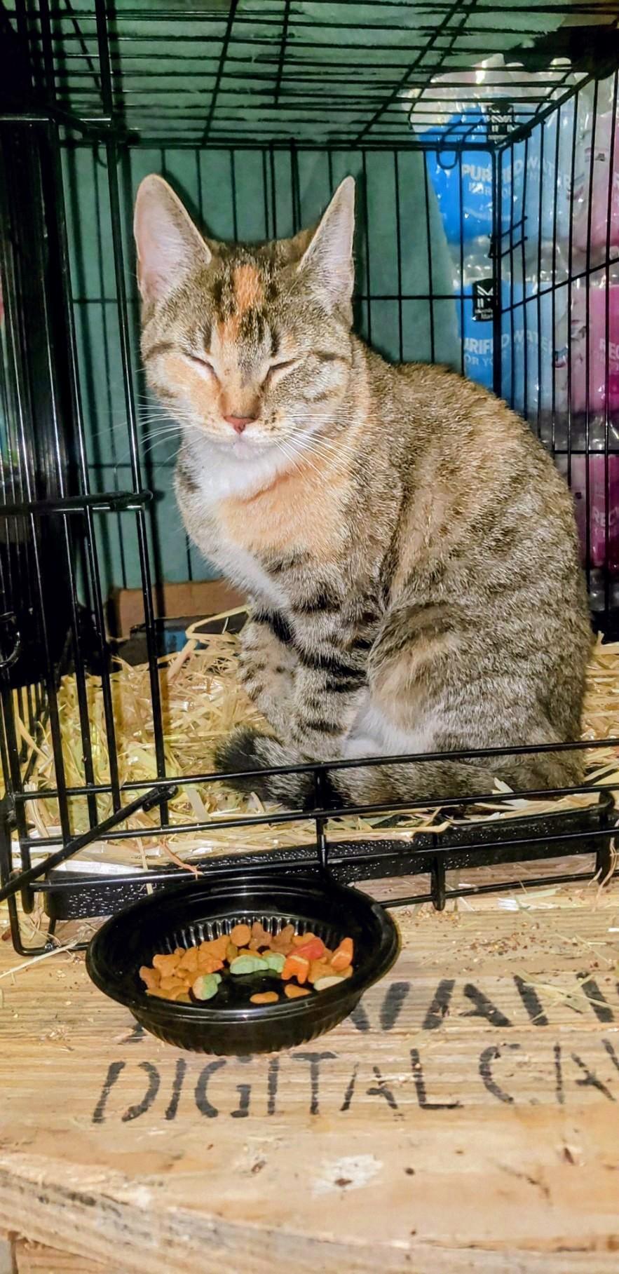 Tigress 0324, Adoptable, Young Female Domestic Short Hair.