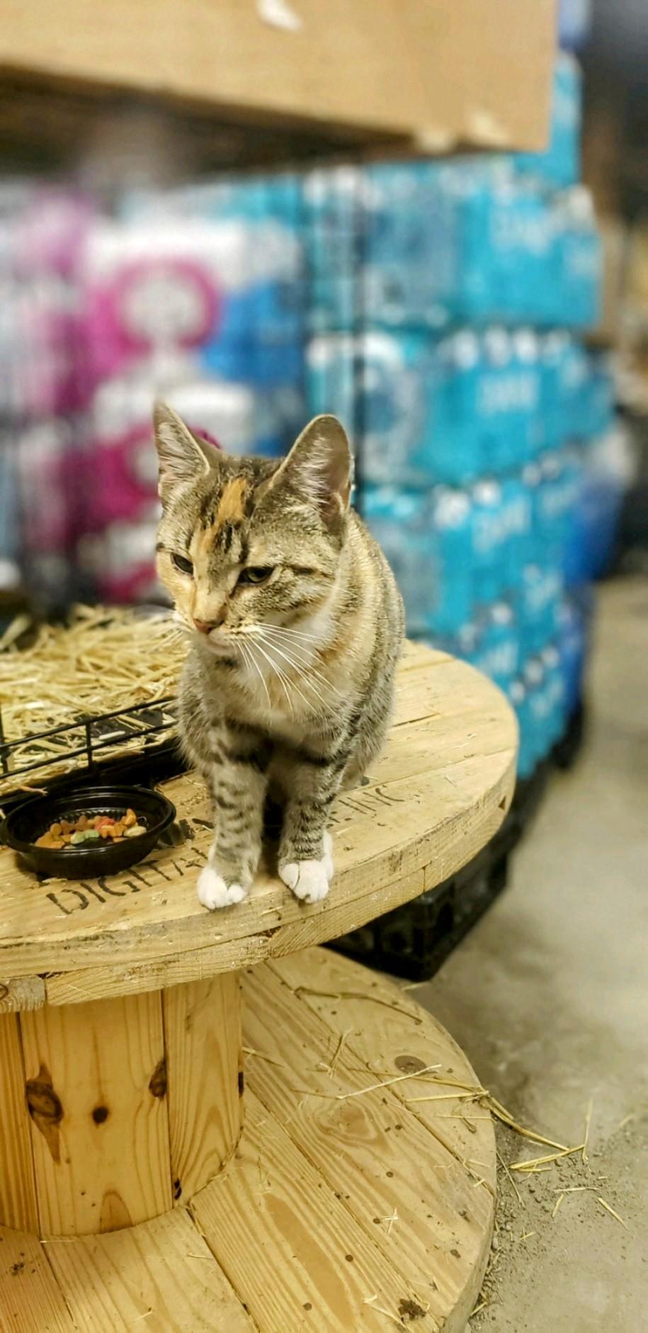 Tigress 0324, a Adoptable Domestic Short Hair in West Bloomfield, MI image 2/3