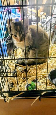 Tigress 0324, a Adoptable Domestic Short Hair in West Bloomfield, MI image 3/3