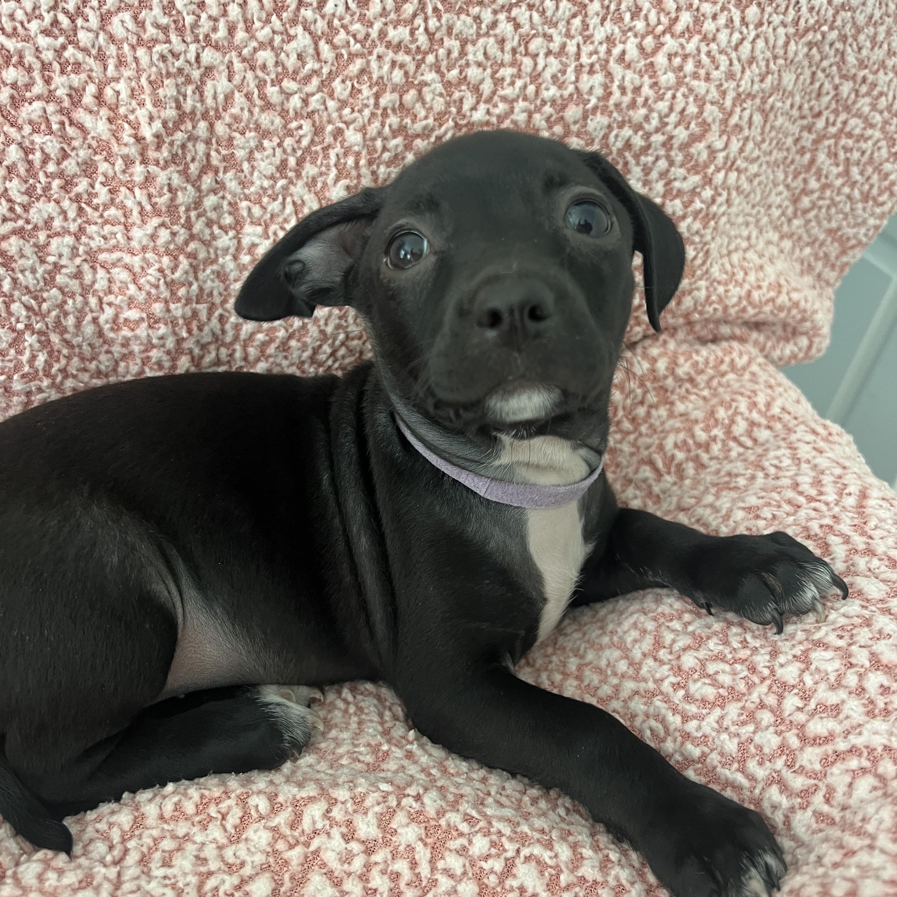 Enlarge Zoey, a ADOPTABLE mixed breed in Moosup, CT image 2/6