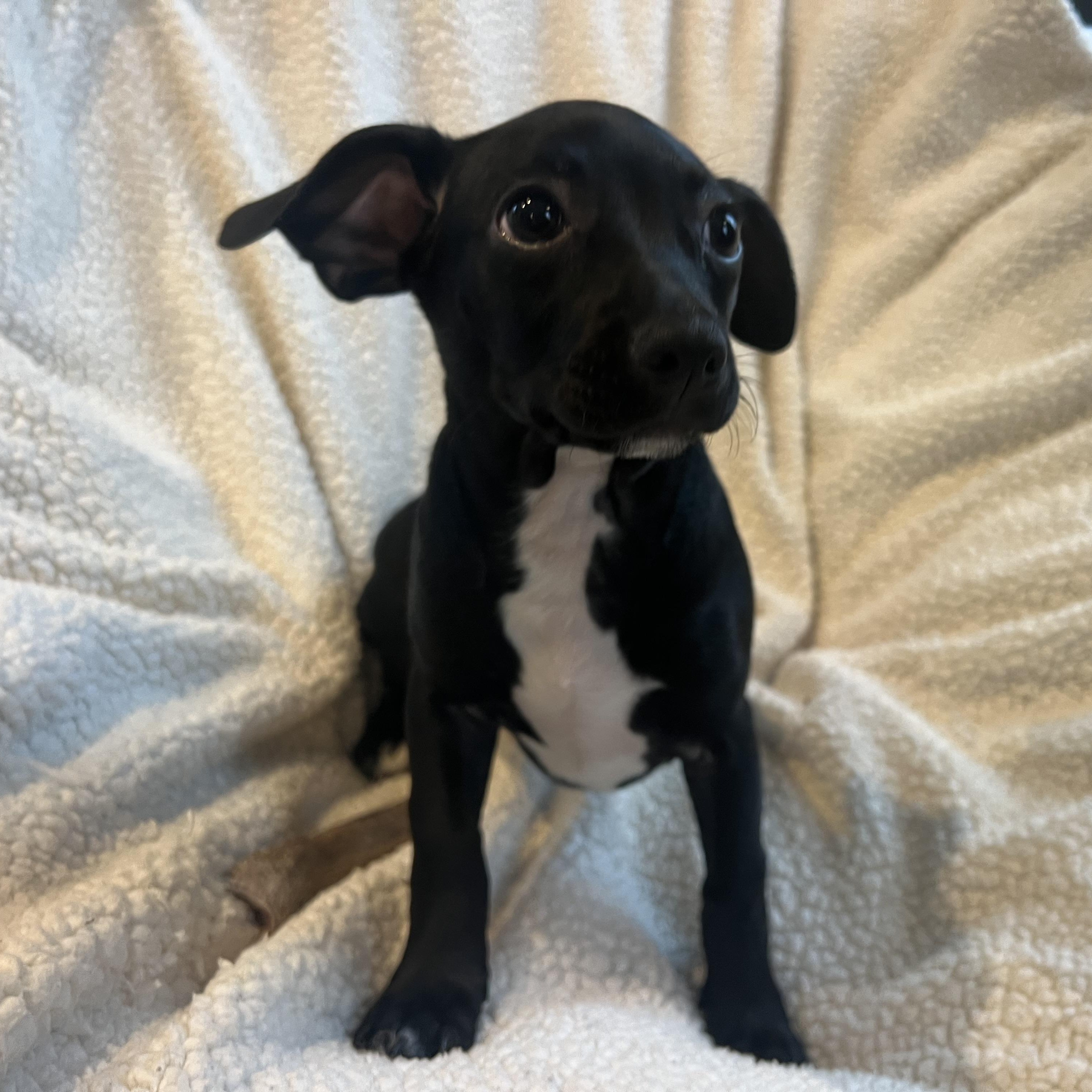 Enlarge Zoey, a ADOPTABLE mixed breed in Moosup, CT image 2/6