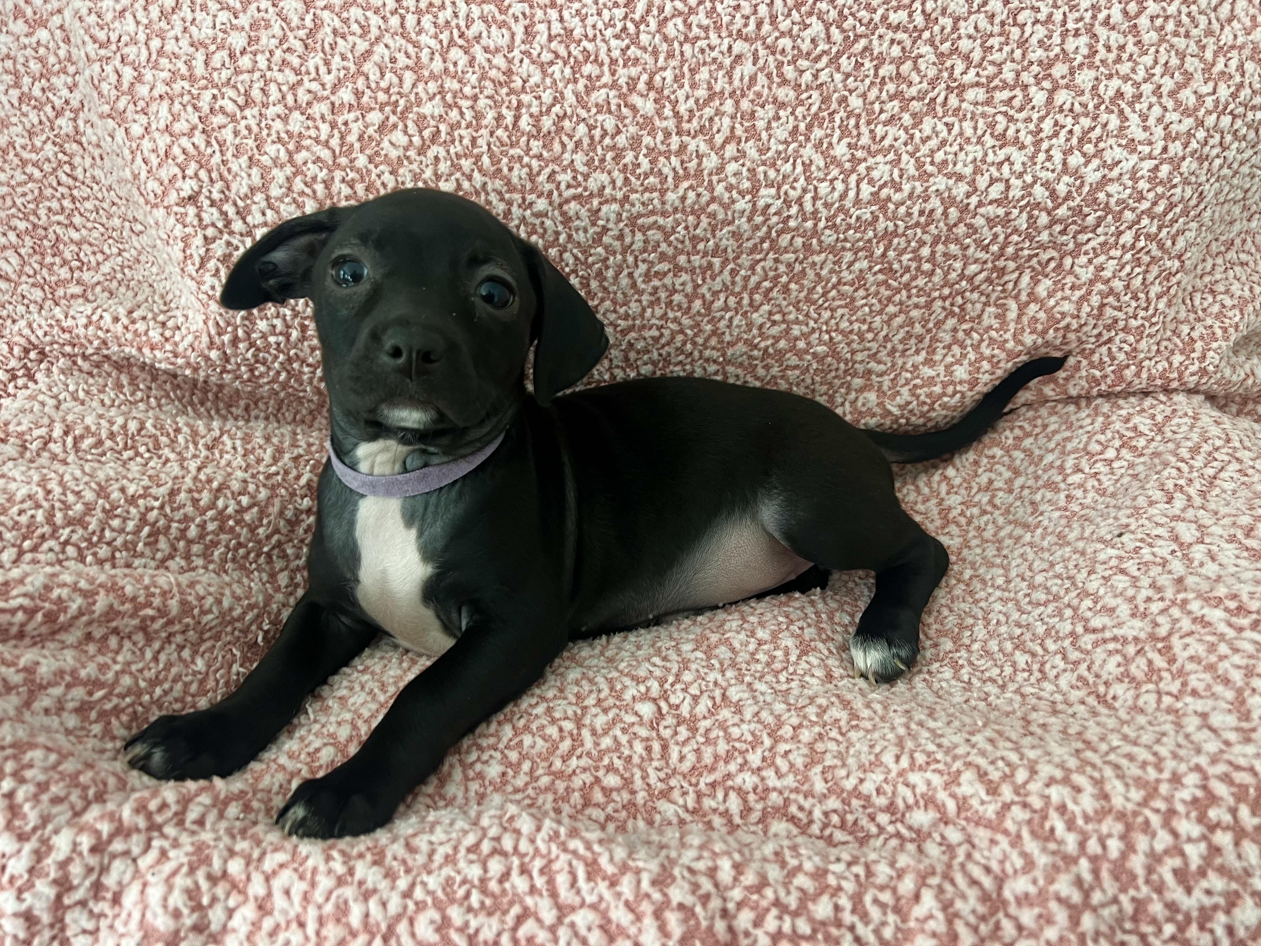 Enlarge Zoey, a ADOPTABLE mixed breed in Moosup, CT image 3/6