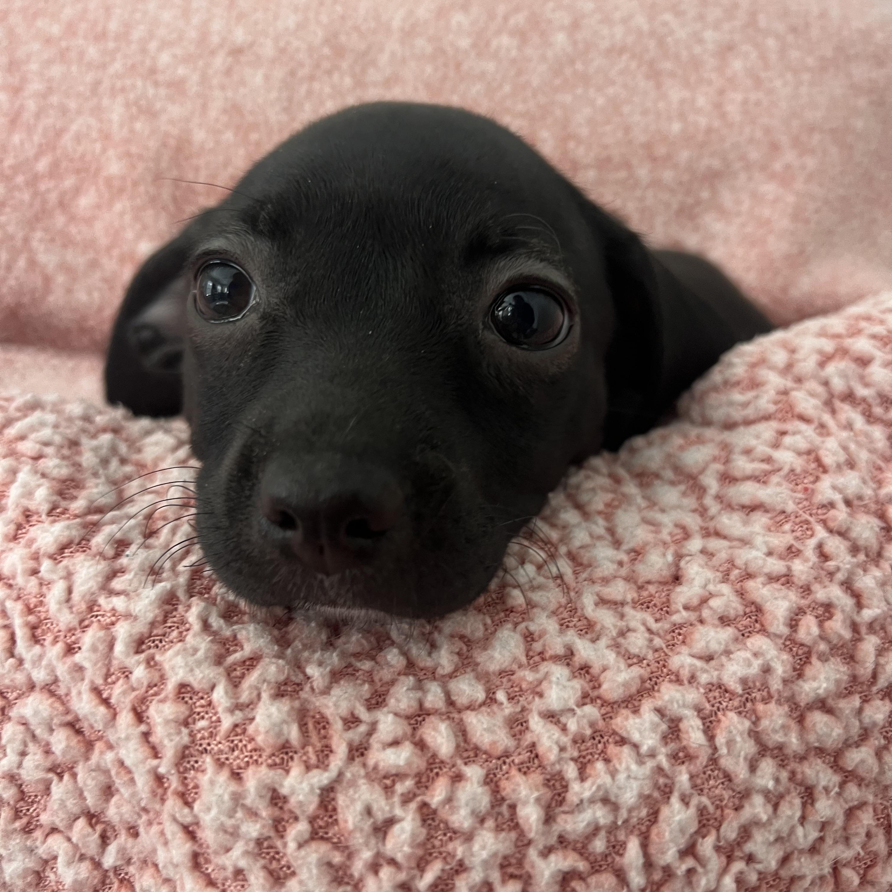 Enlarge Zoey, a ADOPTABLE mixed breed in Moosup, CT image 4/6