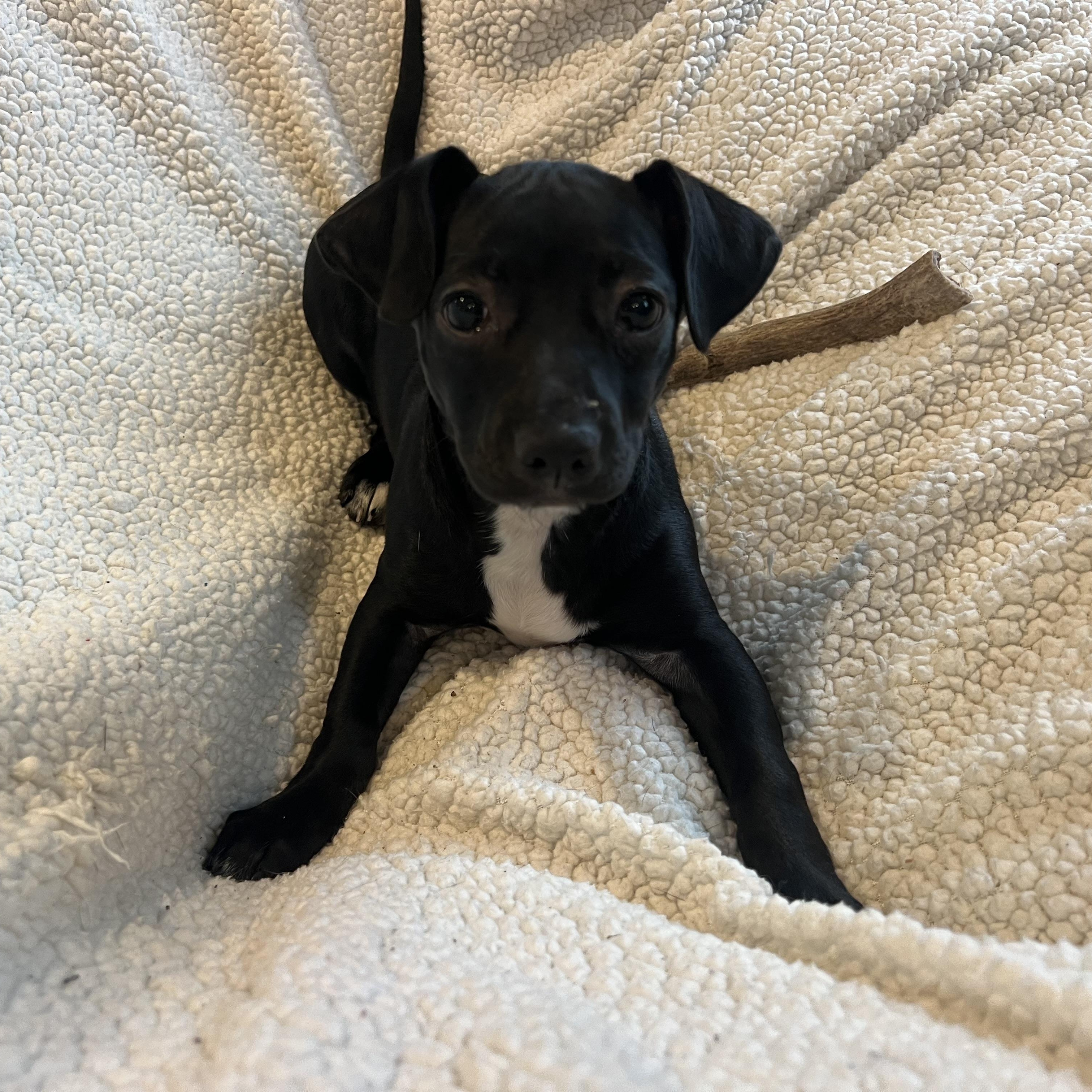 Enlarge Zoey, a ADOPTABLE mixed breed in Moosup, CT image 6/6