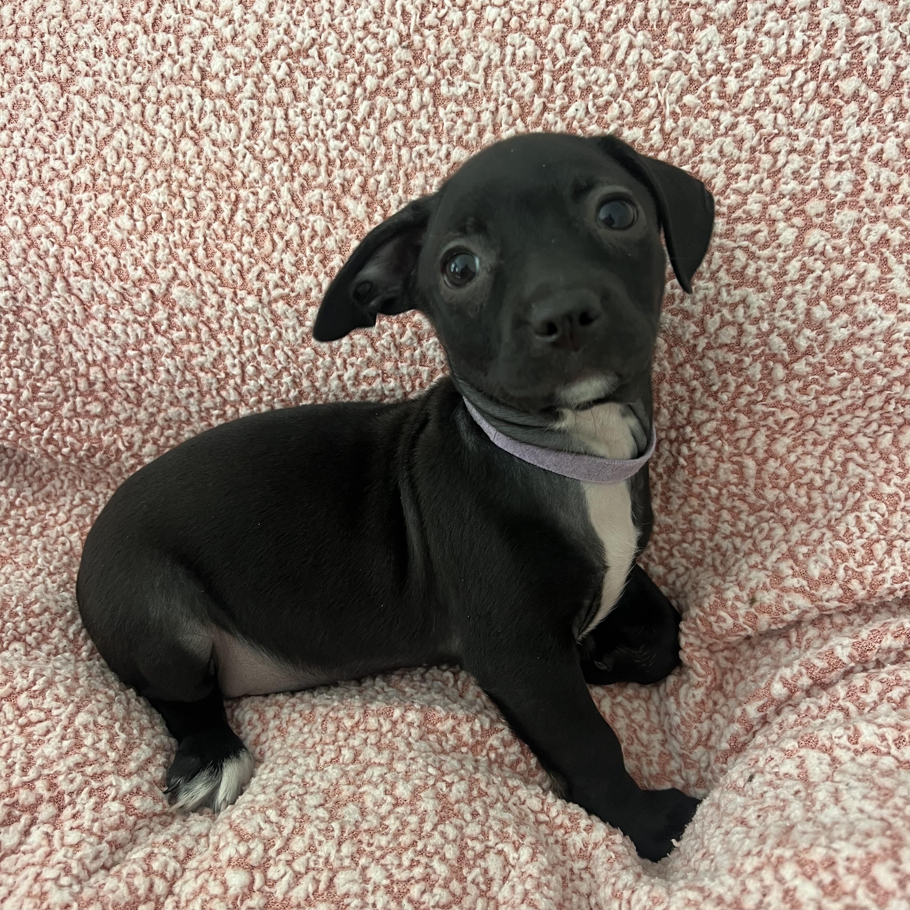 Enlarge Zoey, a ADOPTABLE mixed breed in Moosup, CT image 6/6