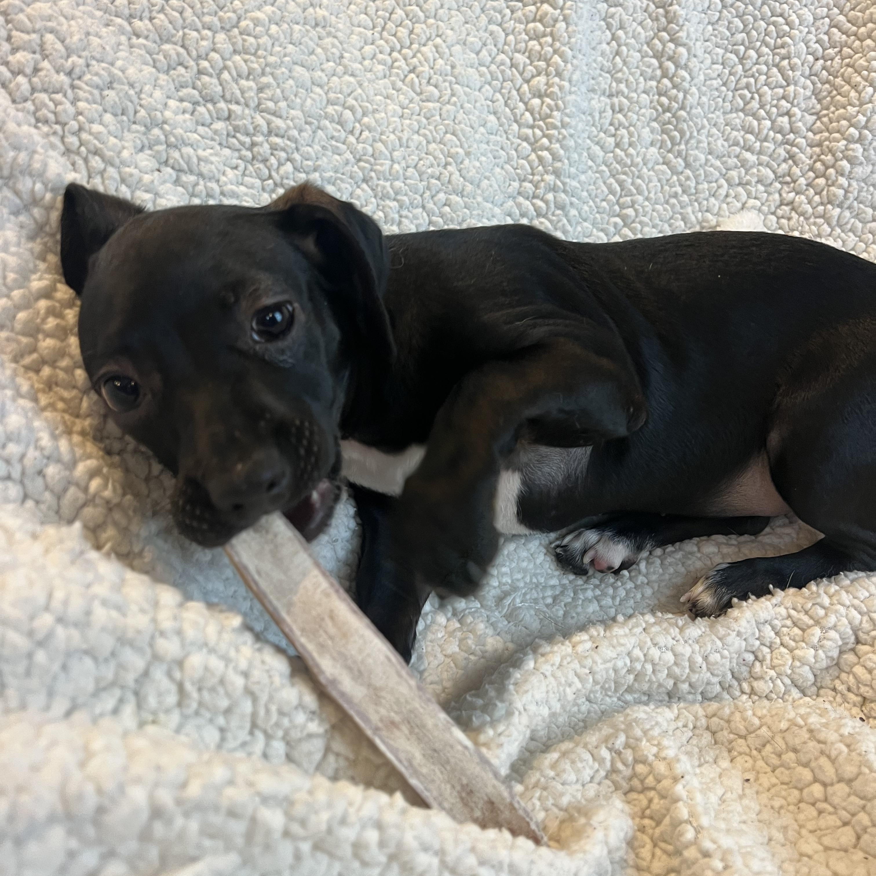 Enlarge Zoey, a ADOPTABLE mixed breed in Moosup, CT image 3/6