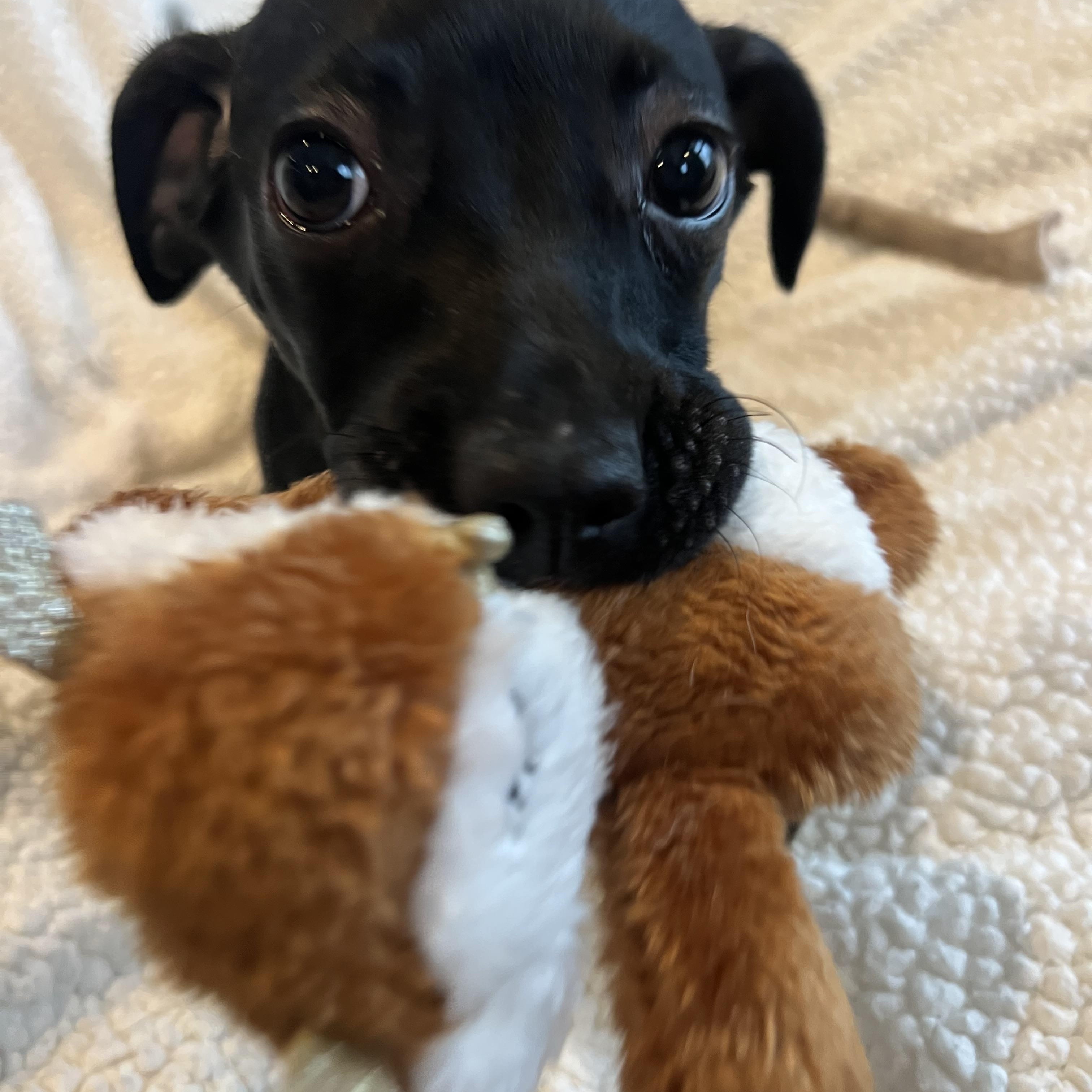 Enlarge Zoey, a ADOPTABLE mixed breed in Moosup, CT image 1/6