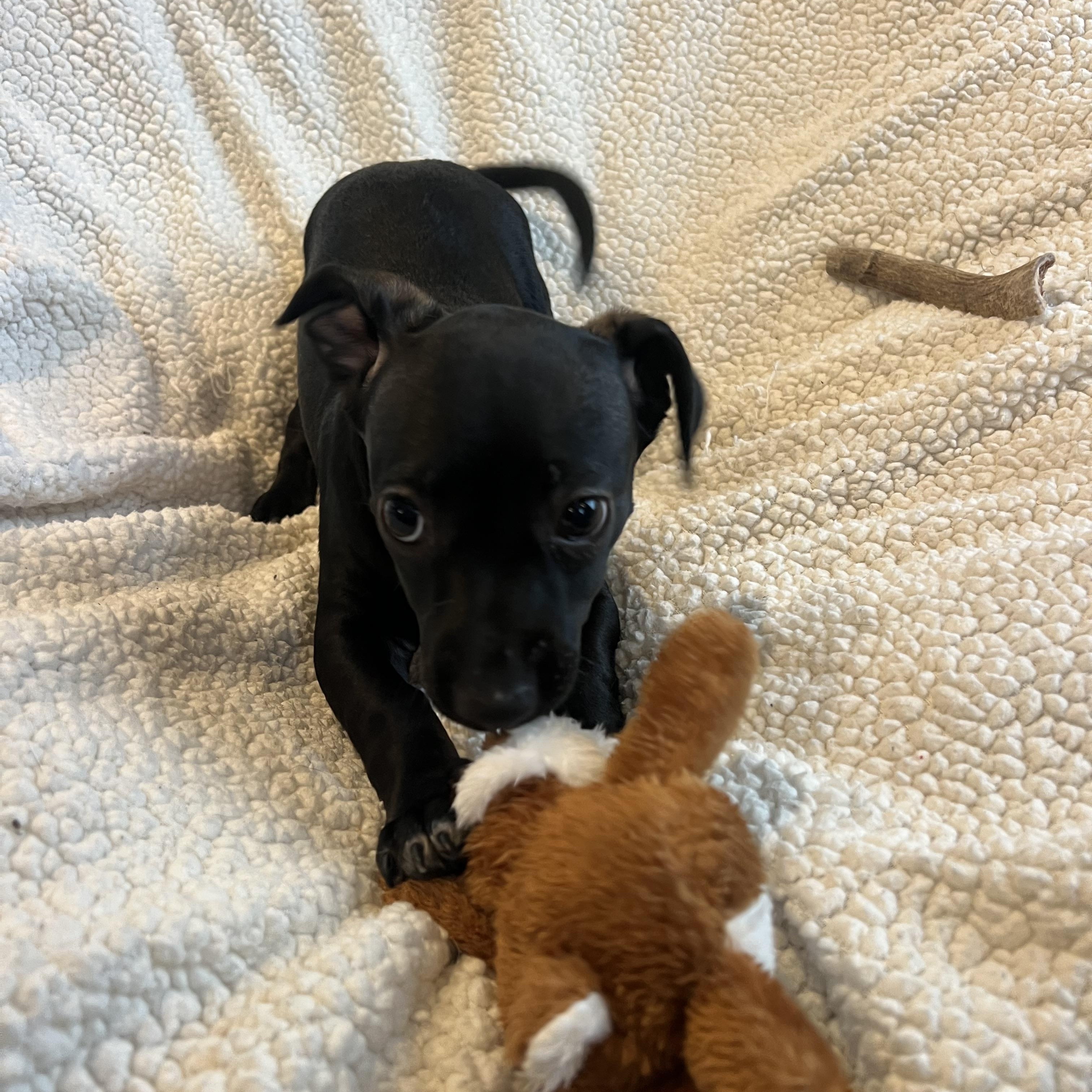 Enlarge Zoey, a ADOPTABLE mixed breed in Moosup, CT image 5/6