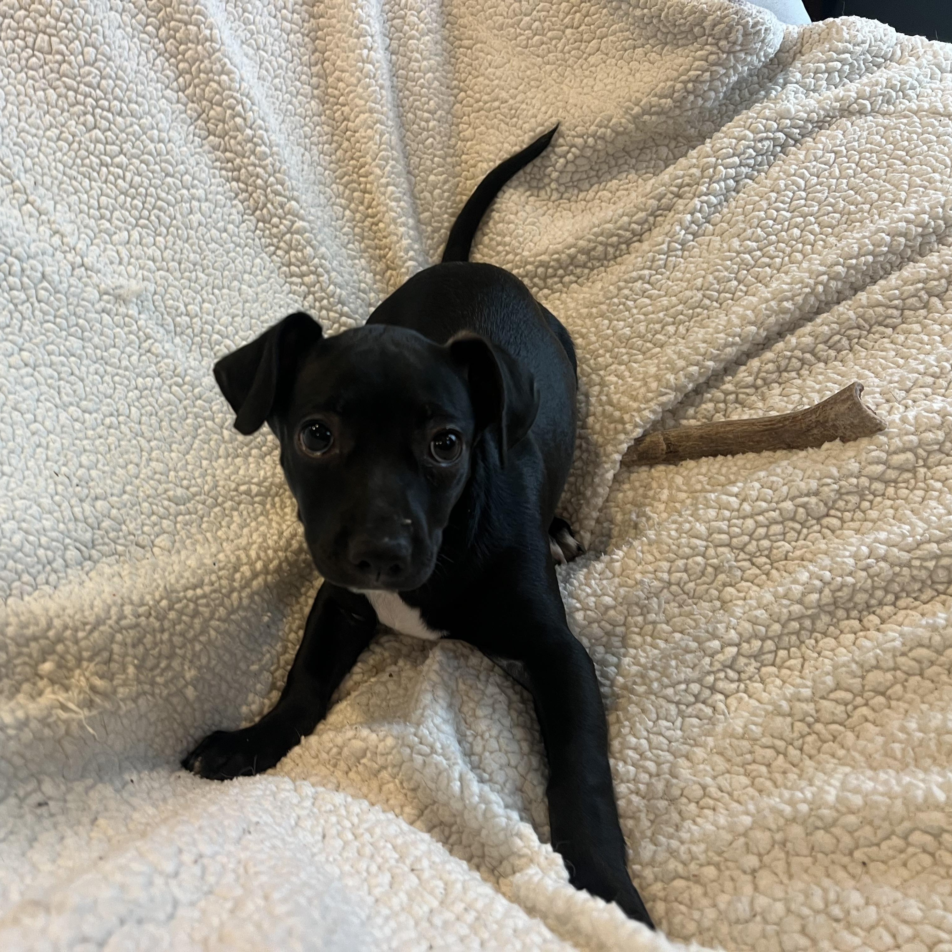 Enlarge Zoey, a ADOPTABLE mixed breed in Moosup, CT image 4/6