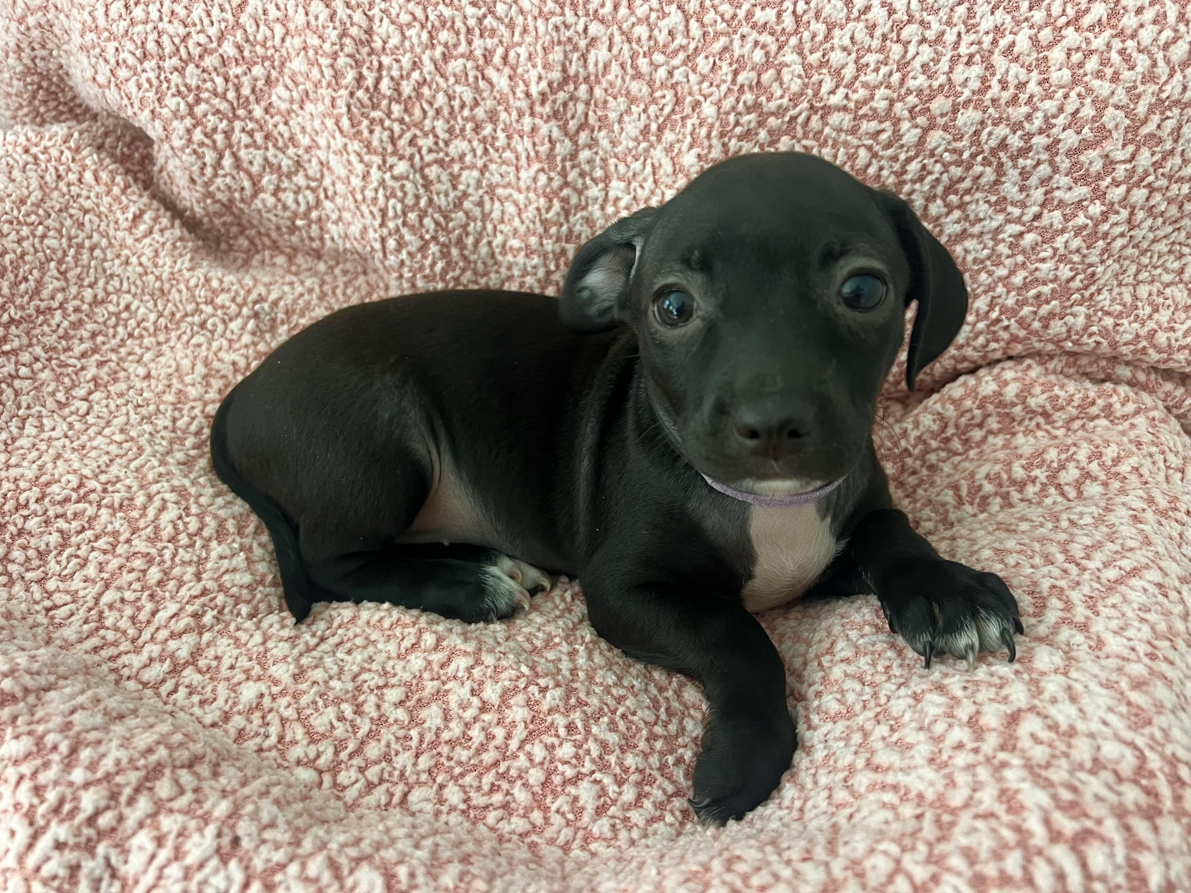 Enlarge Zoey, a ADOPTABLE mixed breed in Moosup, CT image 1/6