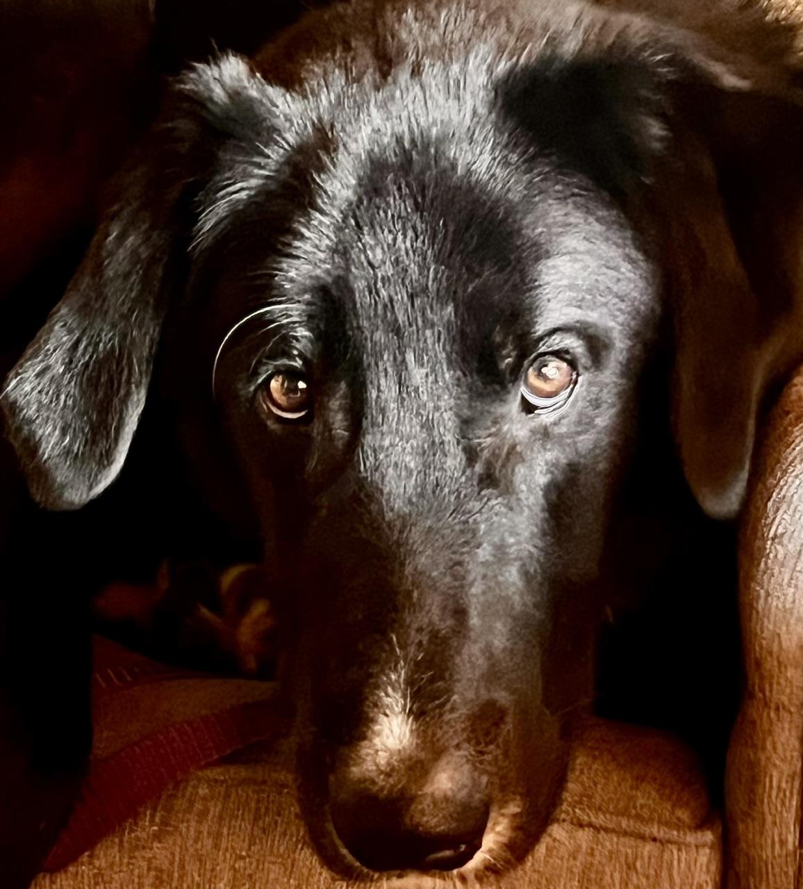Mando, a ADOPTABLE mixed breed in Aspen, CO image 2/6