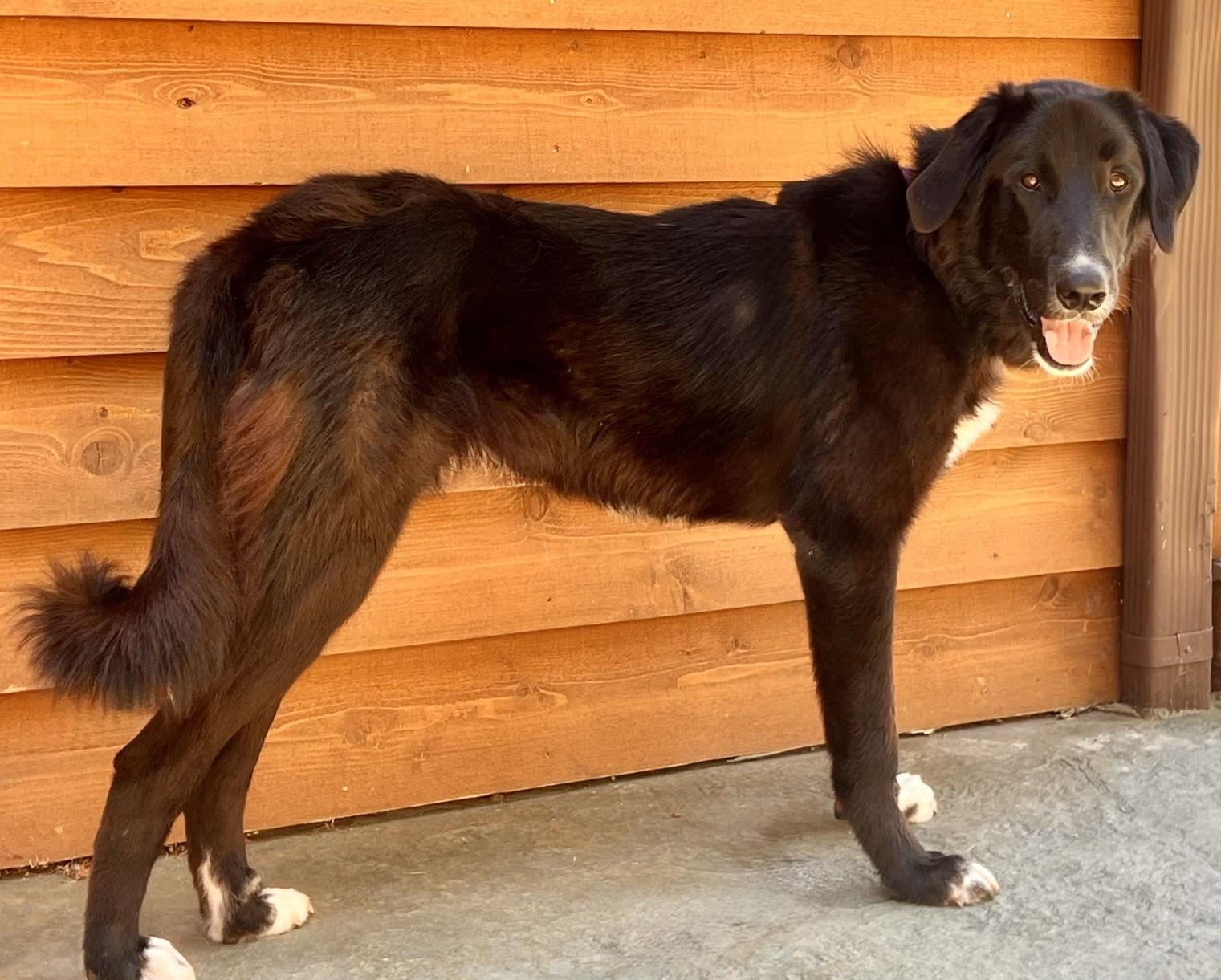 Mando, a ADOPTABLE mixed breed in Aspen, CO image 4/6
