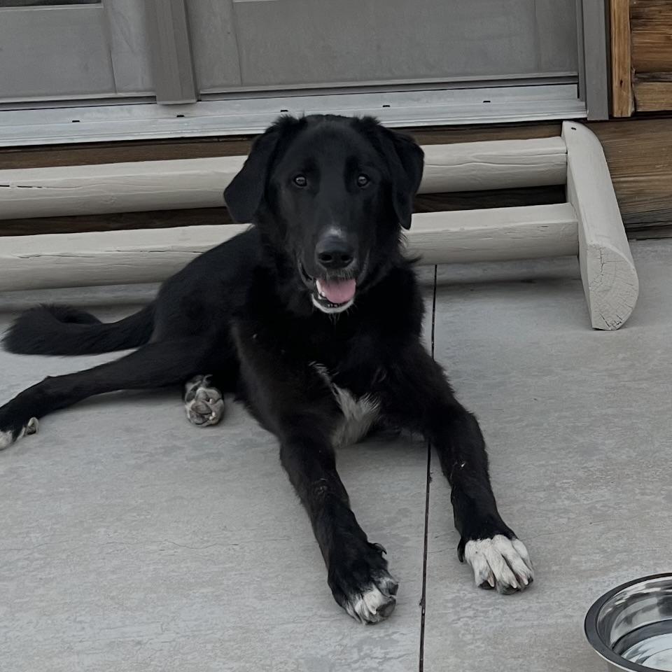 Mando, ADOPTABLE, Young Male Flat-Coated Retriever & Great Pyrenees.