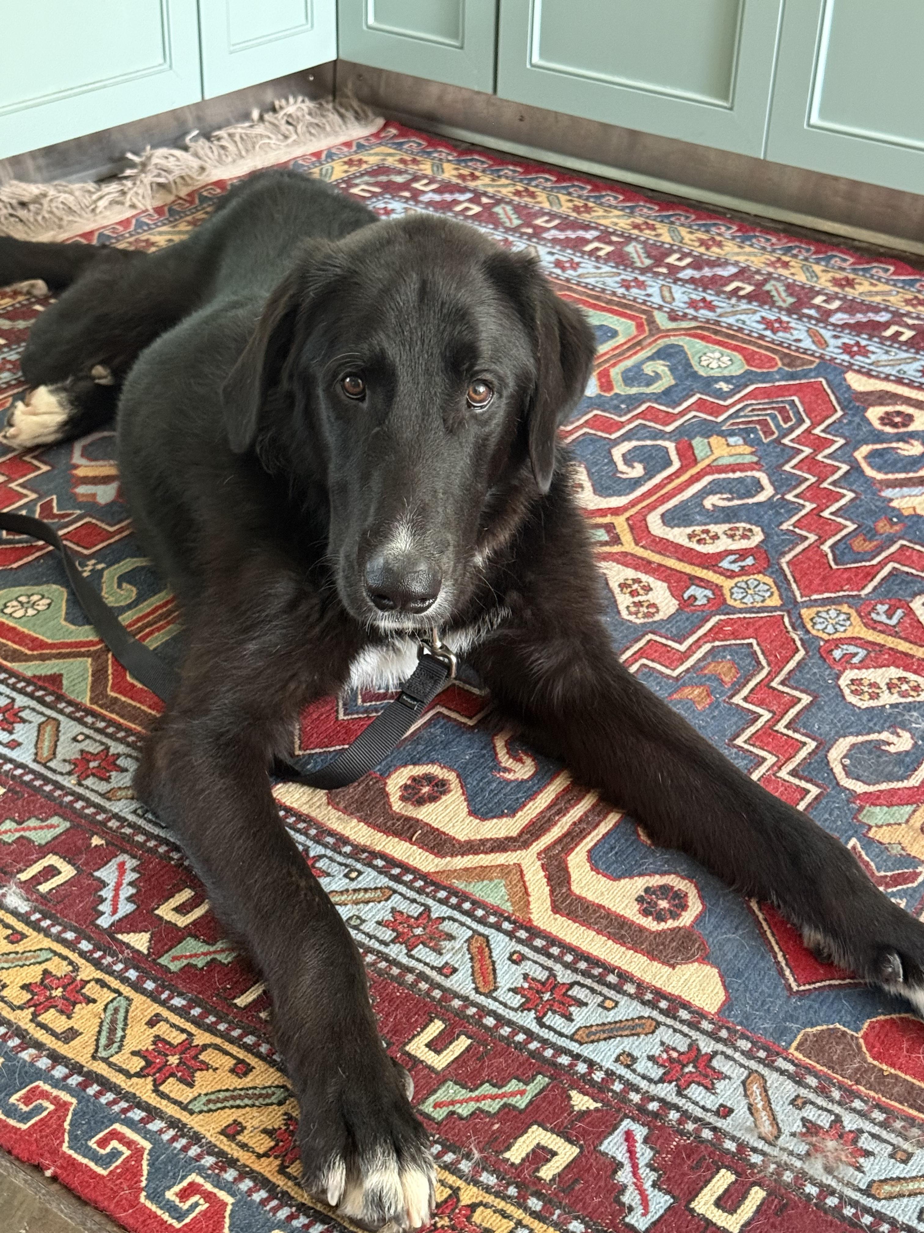 Mando, a ADOPTABLE mixed breed in Aspen, CO image 3/6