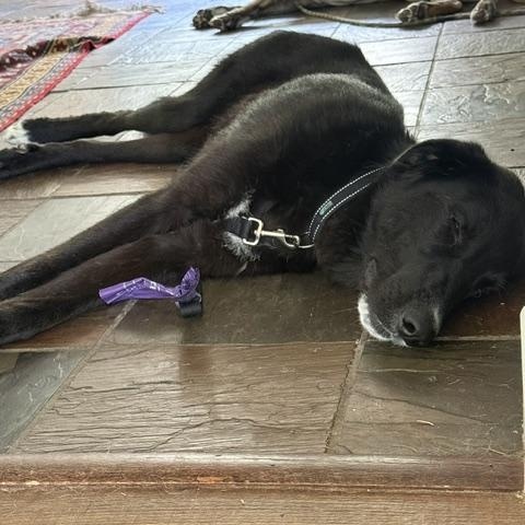 Mando, a ADOPTABLE mixed breed in Aspen, CO image 6/6