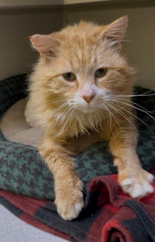 Frank, Adoptable, Adult Male Domestic Long Hair.