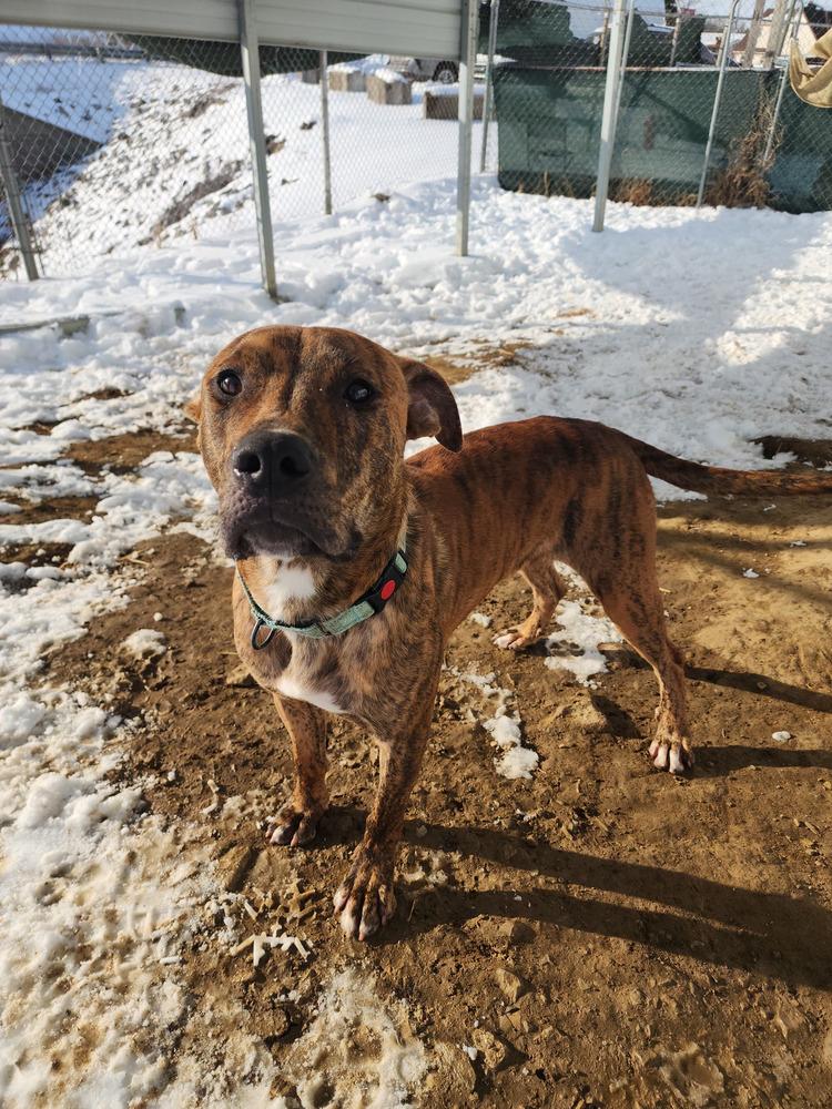 Aiko, a Adoptable Pit Bull Terrier in Evansville, IN image 1/6