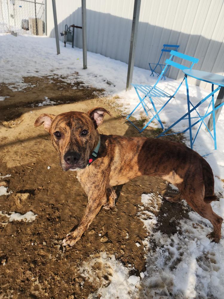 Aiko, a Adoptable Pit Bull Terrier in Evansville, IN image 2/6