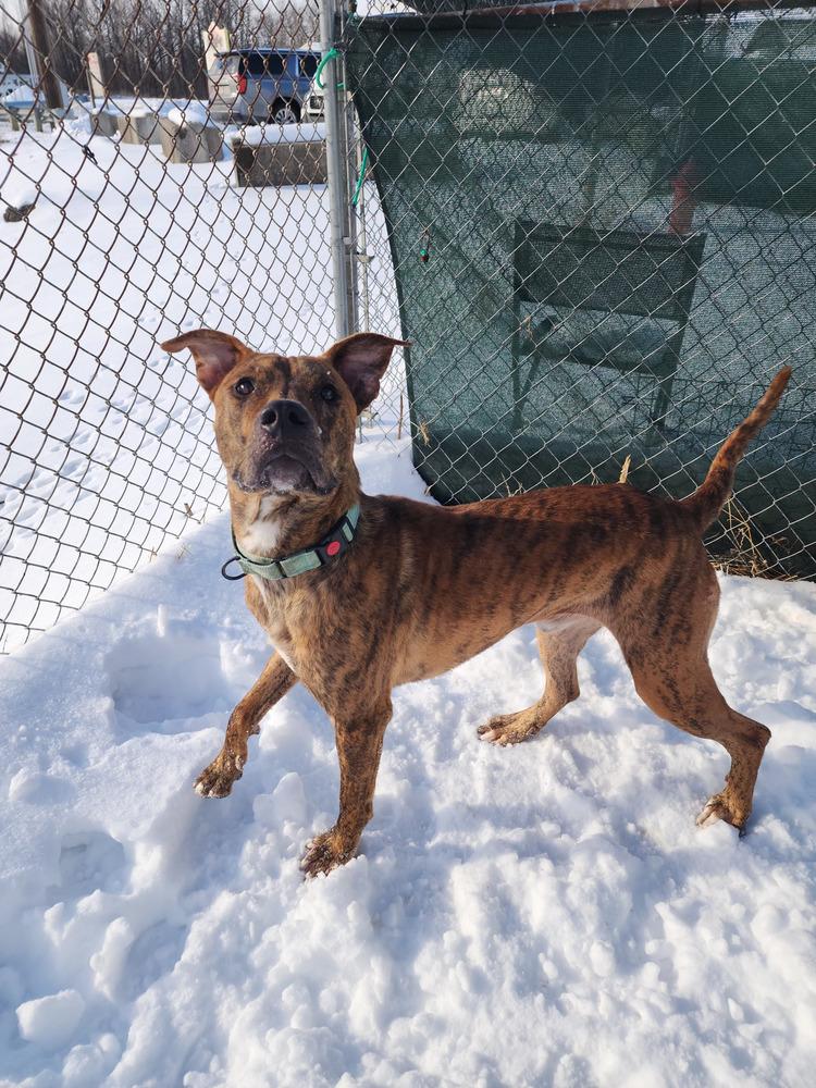 Aiko, a Adoptable Pit Bull Terrier in Evansville, IN image 3/6