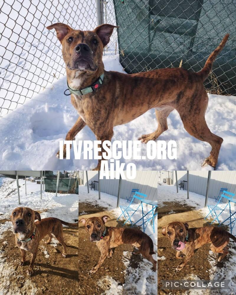 Aiko, a Adoptable Pit Bull Terrier in Evansville, IN image 4/6