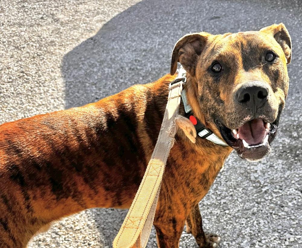 Aiko, a Adoptable Pit Bull Terrier in Evansville, IN image 5/6